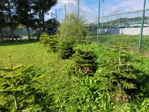 Zlepšenie životného prostredia výsadbou 88 ks kaukazských jedlí v športovom areáli a 55 ks
                            pôvodných ovocných drevín